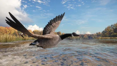 theHunter: Call of the Wild™ - Wild Goose Chase Gear  للبيع في الامارات من خلال Games2all